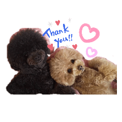 [LINEスタンプ] 日常言葉♥わんこ組