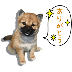 [LINEスタンプ] ゆっちゃん01