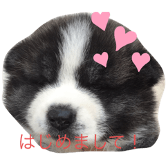 [LINEスタンプ] 秋田犬ララちゃんスタンプ