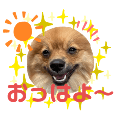 [LINEスタンプ] 僕の愛犬ちこ！③