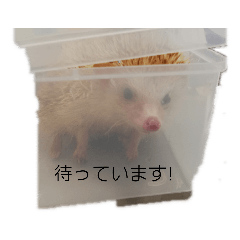 [LINEスタンプ] ハリネズミの尚希