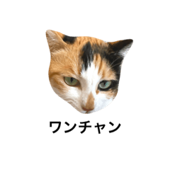 [LINEスタンプ] DAY. HONJARA！！！ Cat are eco.三毛猫②