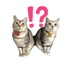 [LINEスタンプ] 猫の姉妹の平日