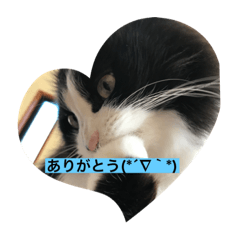 [LINEスタンプ] ハチ猫ジムくん