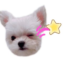 [LINEスタンプ] ☆ルー☆ seasonばぶばぶ期