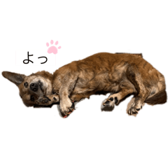 [LINEスタンプ] 愛犬ことらの日常スタンプ