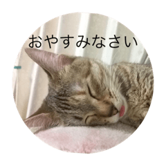 [LINEスタンプ] ねこ日常v.2.5