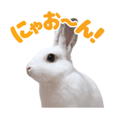 [LINEスタンプ] うさぎのしらすちゃん！