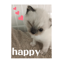 [LINEスタンプ] 犬猫三昧⑨