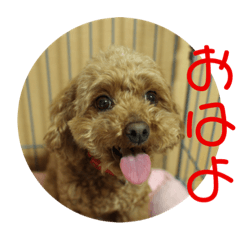 [LINEスタンプ] チワワのゆずたん(5)番外編