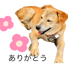 [LINEスタンプ] だいずくん（犬）とこりきくん（猫）