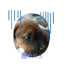 [LINEスタンプ] I♡土佐犬の画像（メイン）