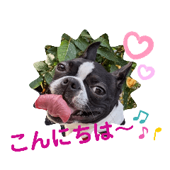 [LINEスタンプ] ボストンテリア スタンプ