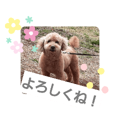 [LINEスタンプ] ワンちゃんのスタンプ❤️