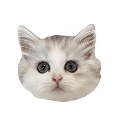 [LINEスタンプ] あむしゃ〜ん