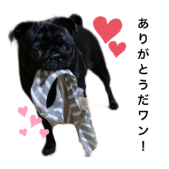 [LINEスタンプ] 黒パグあいちゃんスタンプ
