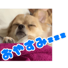 [LINEスタンプ] ぽむくんです。