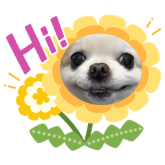 [LINEスタンプ] チワワのミルキー②