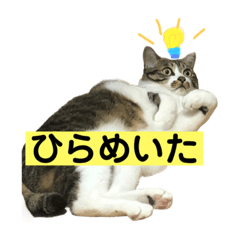 [LINEスタンプ] きじしろ猫のごまちゃん3