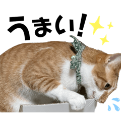 [LINEスタンプ] ふにゃぷにちゃん