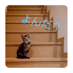 [LINEスタンプ] しおちゃんです