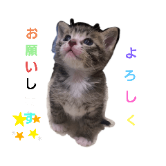 [LINEスタンプ] 日常のわんにゃ