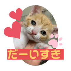 [LINEスタンプ] 保護猫きなこの日常スタンプ