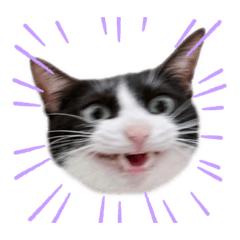 [LINEスタンプ] にゃんぴぃすたんぷ