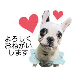 [LINEスタンプ] フレブルのプリュイちゃん(敬語ver)