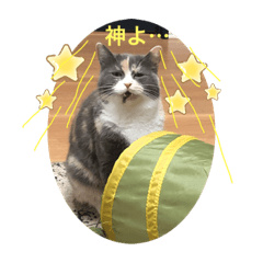 [LINEスタンプ] 猫のちゃーちゃん癒し系スタンプ④