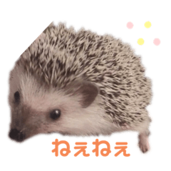 [LINEスタンプ] ハリネズミのまろさん②