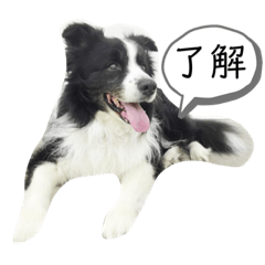 [LINEスタンプ] 関根家のエス