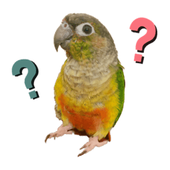 [LINEスタンプ] ウロコインコのもみじ