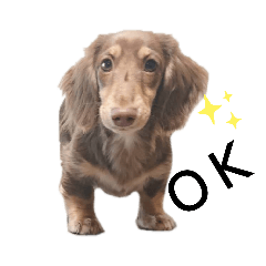 [LINEスタンプ] ミニチュアダックス サン☀