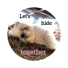 [LINEスタンプ] Daily with Maru