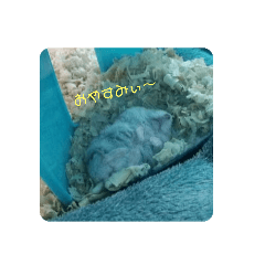 [LINEスタンプ] ジャンガリアンハムスターのぷりん