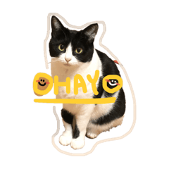 [LINEスタンプ] ごまたぬ①