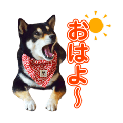 [LINEスタンプ] 柴犬☆めるの日常。