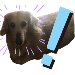 [LINEスタンプ] 小さな犬の日常生活