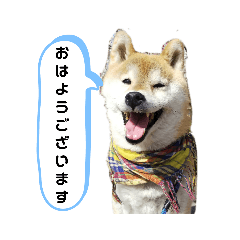 [LINEスタンプ] 柴犬 ロック1