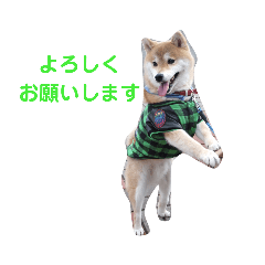 [LINEスタンプ] 柴犬 ロック2