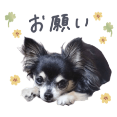 [LINEスタンプ] MOCO＆RIKU＆LAMU_alustamp
