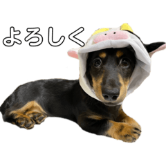 [LINEスタンプ] ミニチュアダックスフンド こまろ