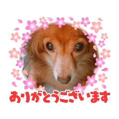[LINEスタンプ] チワックス(チワワ×ダックス)のクッキー