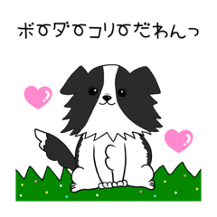 [LINEスタンプ] ボーダーコリーだわんっ