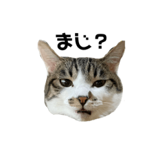 [LINEスタンプ] よく喋るねこ よもぎとすあま