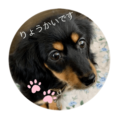 [LINEスタンプ] ブラタンダックスパピー