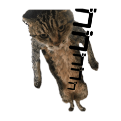 [LINEスタンプ] ねこのわつさん