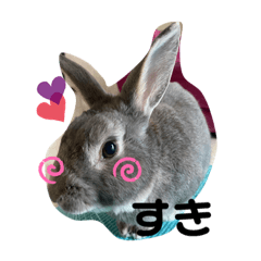 [LINEスタンプ] 仔ウサギ bunny