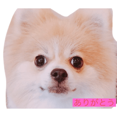 [LINEスタンプ] ふとっちょむぎ